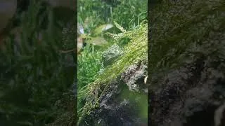 Thumbnail: Little Vietnamese Mossy frogs 🐸