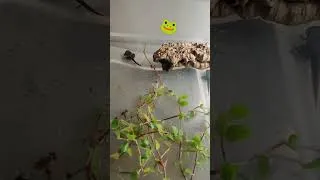 Thumbnail: Some Vietnamese Mossy Frogs babies getting ready to be full frogs 🐸🤗