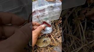 Thumbnail: flipping over coconut shells to catch millipedes #millipede #insects #animals #shorts