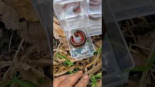 Thumbnail: Flipping over a piece of wood, I found a cute red millipede #millipede #animals #shorts