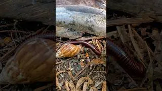 Thumbnail: It turned out the millipede and the snail were alone together #millipede #snail #animals #shorts