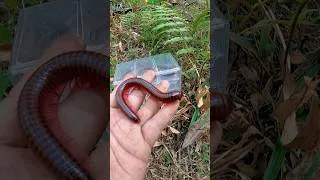 Thumbnail: There was a cute red millipede, so I immediately caught it #millipede #insects #animals #shorts #bug
