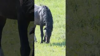 Thumbnail: Wild Stallion Tennessee gets his first battle scar