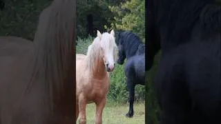 Thumbnail: A Wild Palomino Stallion in Alberta Canada