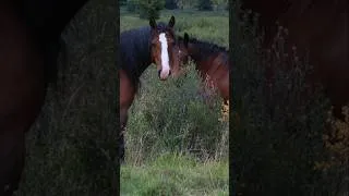 Thumbnail: Backwoods Band Of Alberta Wild Horses