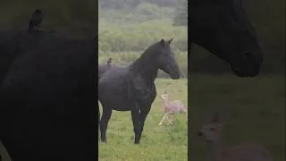 Thumbnail: A wild stallion, a bird and a mule enduring a rainstorm together