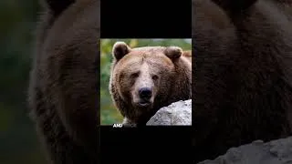 Thumbnail: Grizzly bear| The Mighty Grizzly Bear – King of the Wild” #grizlybear #top10 #wildlife