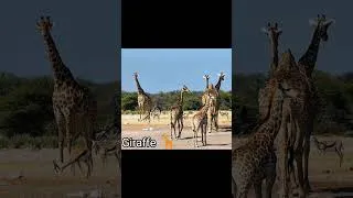 Thumbnail: Giraffe 🦒 Sound  #shortsfeed #shortsviral #viralvideos #reels #giraffe