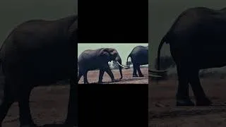 Thumbnail: Elephant | Giants of the Wild  #shortsfeed #shortsviral #viral #wildlife #elephants  #top10