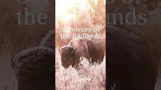 Thumbnail: Bison - Survivors of the Badlands #horse #history #animals #bison #buffalo