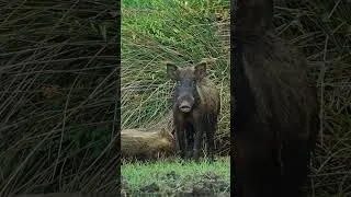 Thumbnail: Giant WILD BOARS  #wildlife #nature