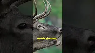 Thumbnail: RED DEERS FIGHT for Territory and Females #animals #wildlife