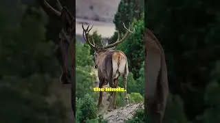 Thumbnail: Deer Sounds Echo Through the Forest #wildlife #nature