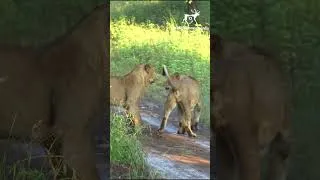 Thumbnail: Welcome to Gir National Park #safari #shorts #wildlife