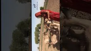 Thumbnail: Living with Nature Series #shorts #wildlife #india #indiapakistan  #bigcat #animals
