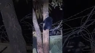 Thumbnail: Bear got Stuck in Fence in the Night#short wildlife #india