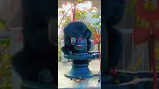 Thumbnail: Bhalu with Bholenaath #shorts #bholenath #shiv #mahakal #mahadev
