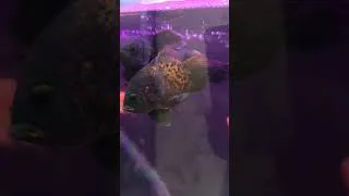 Thumbnail: Flowerhorn + Albino Fire Red & Tiger Oscar 😍 #Shorts #FishLover