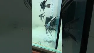 Thumbnail: Ghost Platinum Angelfish: Perfect for Your Planted Tank 🌊 #shorts #nationalgeographichindi #fish