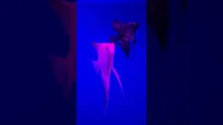 Thumbnail: Platinum Angelfish: Perfect Fish for Your Aquarium 🌊 #shorts #Wildlife Planet Hindi