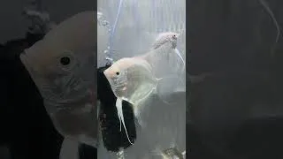 Thumbnail: Beautiful Angelfish in One Tank 😍 Platinum & Zebra Angelfish #Shorts #FishLover #angelfish #angel