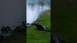 Thumbnail: Crocodile #photography #videography #wildlifetelecast