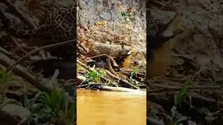 Thumbnail: Jaguar #photography #videography #wildlifetelecast