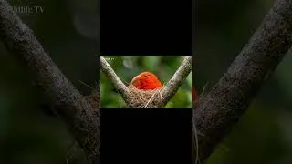 Thumbnail: Scarlet 'I'iwi: 140 Days From Egg to Survivor | The Bird Hawaii Is Losing Forever