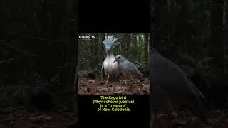 Thumbnail: Kagu: 120 Days From Egg to Survivor (Wildlife Documentary)  #wildlifedocumentary  #birds #wildlife