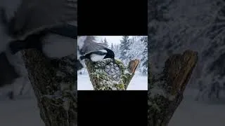 Thumbnail: Shimaenaga: 150 Days From Egg to Survivor (Wildlife Documentary Full Life Cycle in the Wild)