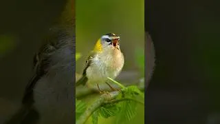 Thumbnail: Firecrest first timer!