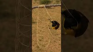 Thumbnail: Architects of Nature: How Baya Weaver Birds Craft Their Stunning Hanging Nests #birds #nest #shorts