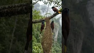Thumbnail: Master of Camouflaged Nest Weaving - Bird Psarocolius decumanus #birds #shorts #new #animals #nature