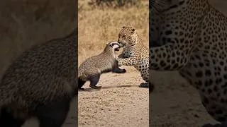 Thumbnail: Honey badger vs. a leopard #nature #wildlife #shorts #animals #honeybadger #leopard #new #survival