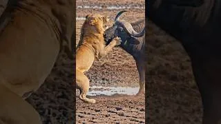 Thumbnail: Buffalo vs. lion  #wildlife #shorts #animals #nature  #Buffalo#lion #new#wildlifedocumentary