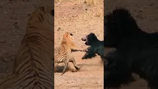 Thumbnail: Wild Animals | Predator vs Predator – Who Rules the Wild? | Wild Nature