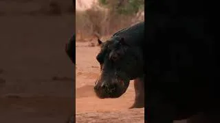 Thumbnail: NILE CROCODILE VS HIPPOPOTAMUS – When the Apex Predator Backs Down #naturedocumentaries| Wild Nature