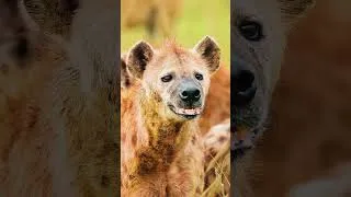 Thumbnail: SPOTTED HYENAS – “Scavengers” or Master Hunters? #naturedocumentaries #shorts | Wild Nature