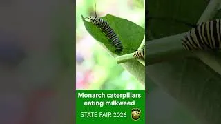 Thumbnail: Monarch Caterpillars Eating Milkweed at the OHIO STATE FAIR