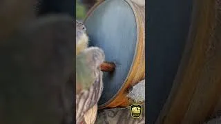 Thumbnail: The 2026 spring turkey season is here!