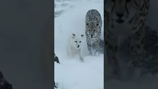 Thumbnail: Snow Leopard Hunting Fox#leopard #wildlifechase  #snowleopard  #arcticfox #wildlifeshorts 🐆❄️