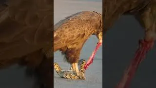 Thumbnail: Deadliest Birds on the Planet