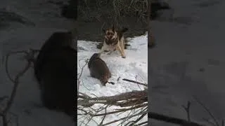 Thumbnail: Scariest Pets Battling It Out Mercilessly