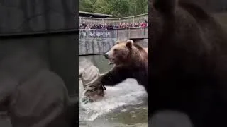 Thumbnail: Trainer Makes ONE Mistake… Then the Bear Attacks 🐻😨