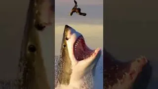 Thumbnail: 70 Wild Animal Attacks You Were Never Meant to See 😱🐅