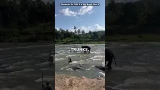 Thumbnail: Elephants Do THIS & It Will Break Your Heart 🐘