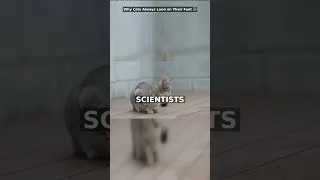 Thumbnail: Why Cats Always Land on Their Feet 🐱
