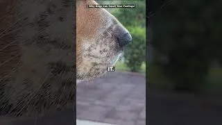 Thumbnail: 🐕 Why Dogs Can Smell Your Feelings!