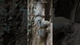 Thumbnail: Animals That Should NOT Exist 🦎