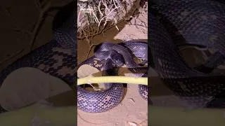 Thumbnail: Melanin black headed royal snake | rare snake